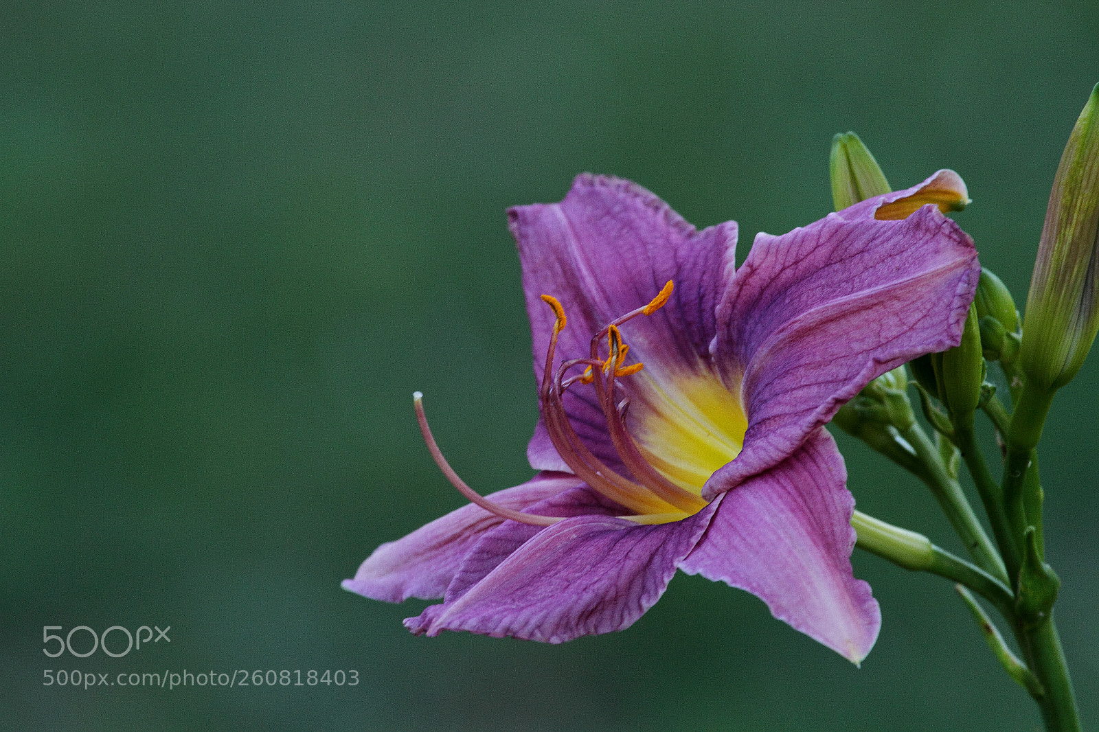 Canon EOS 7D sample photo. Purple lilly photography