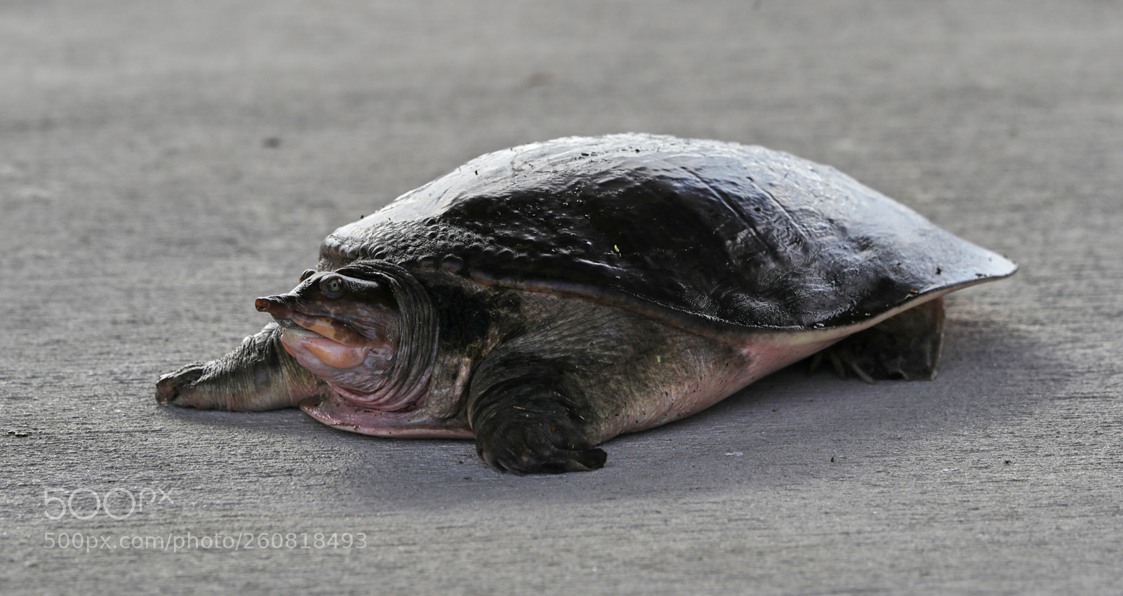 Canon EOS-1D X Mark II sample photo. 06-04-18-0021019.jpg photography