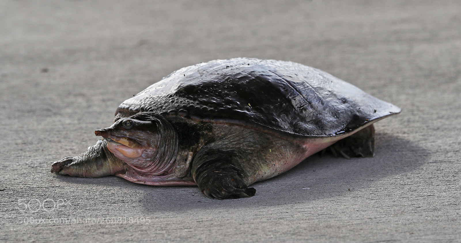 Canon EOS-1D X Mark II sample photo. 06-04-18-0021021.jpg photography