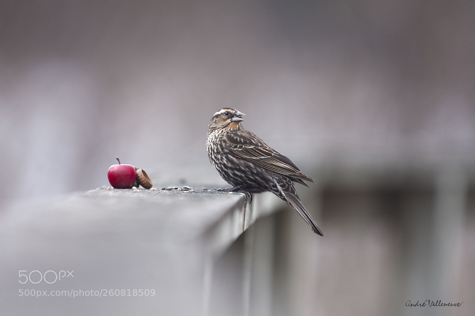 Canon EOS 5D Mark II sample photo. Regard arriere photography