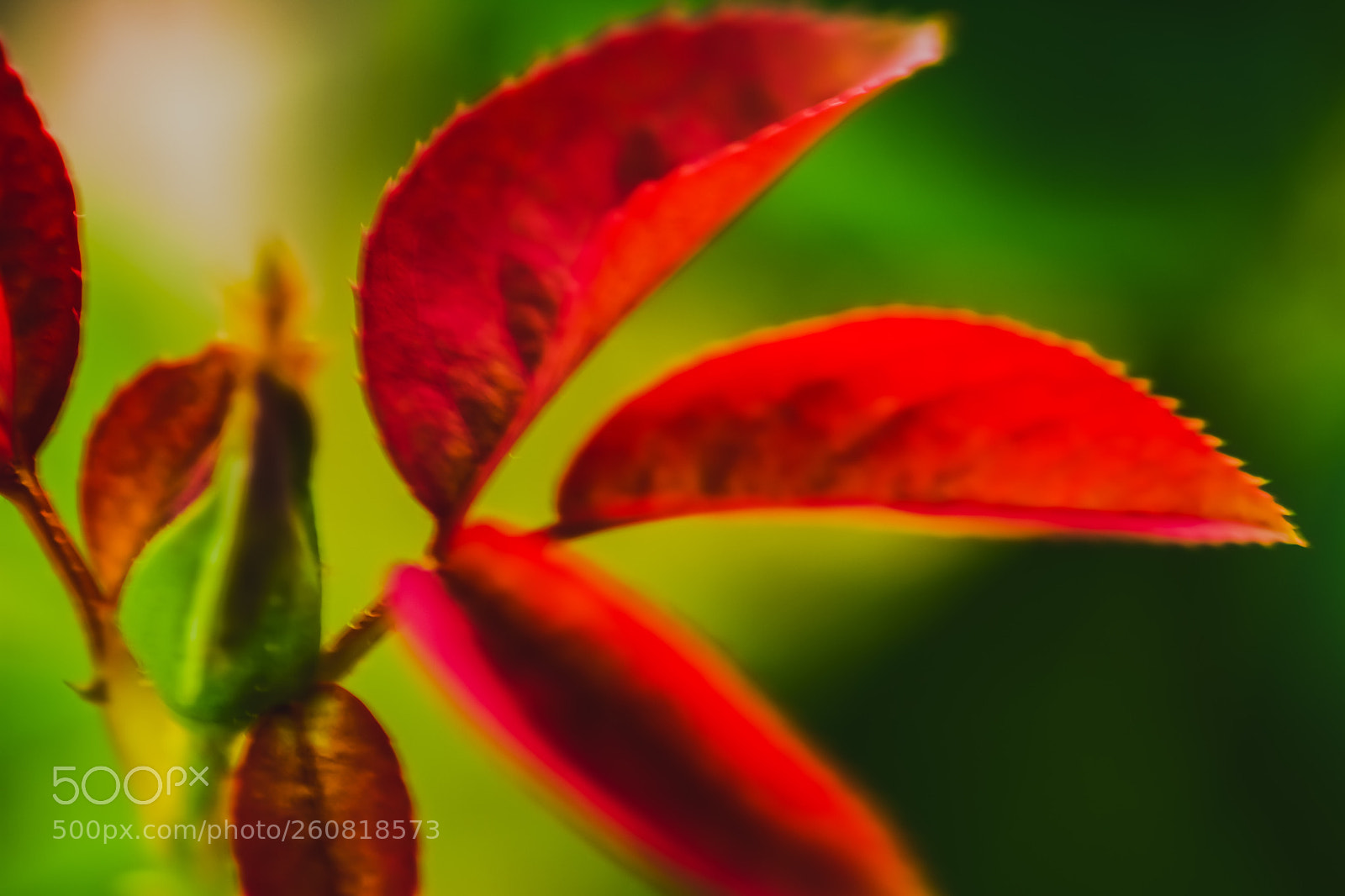 Nikon D7200 sample photo. Untitled photography