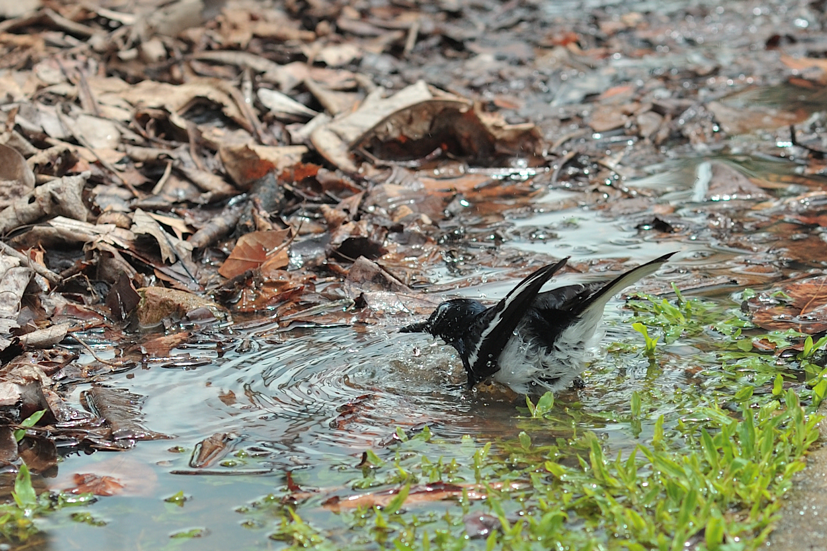 Nikon D700 sample photo. Magpie robin photography