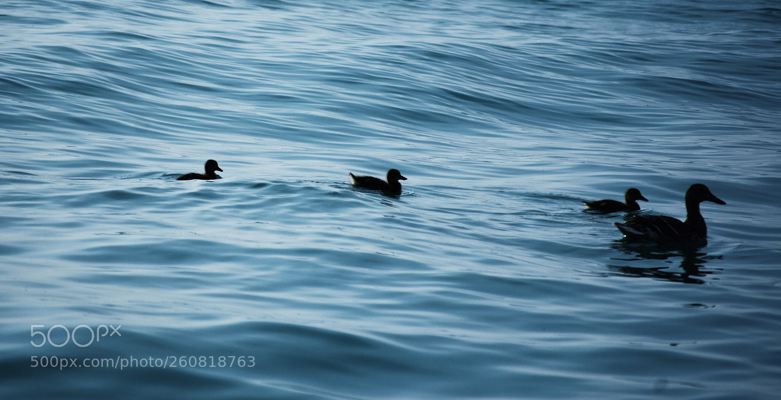 Nikon D7200 sample photo. Blue love photography