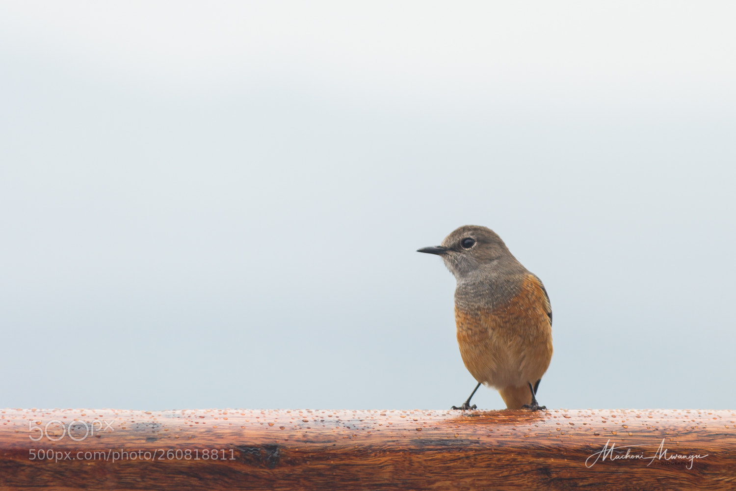 Canon EOS 7D sample photo. Little rock thrush photography