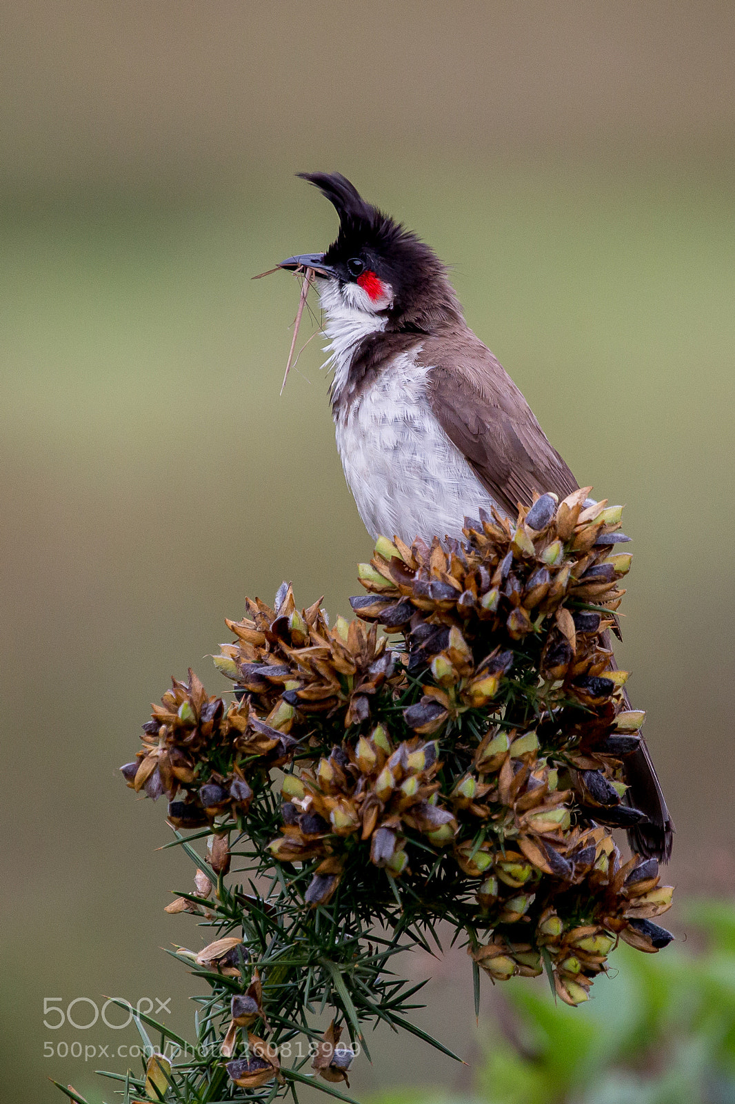 Canon EOS 6D sample photo. Red-whiskered bulbul (pycnonotus jocosus) photography