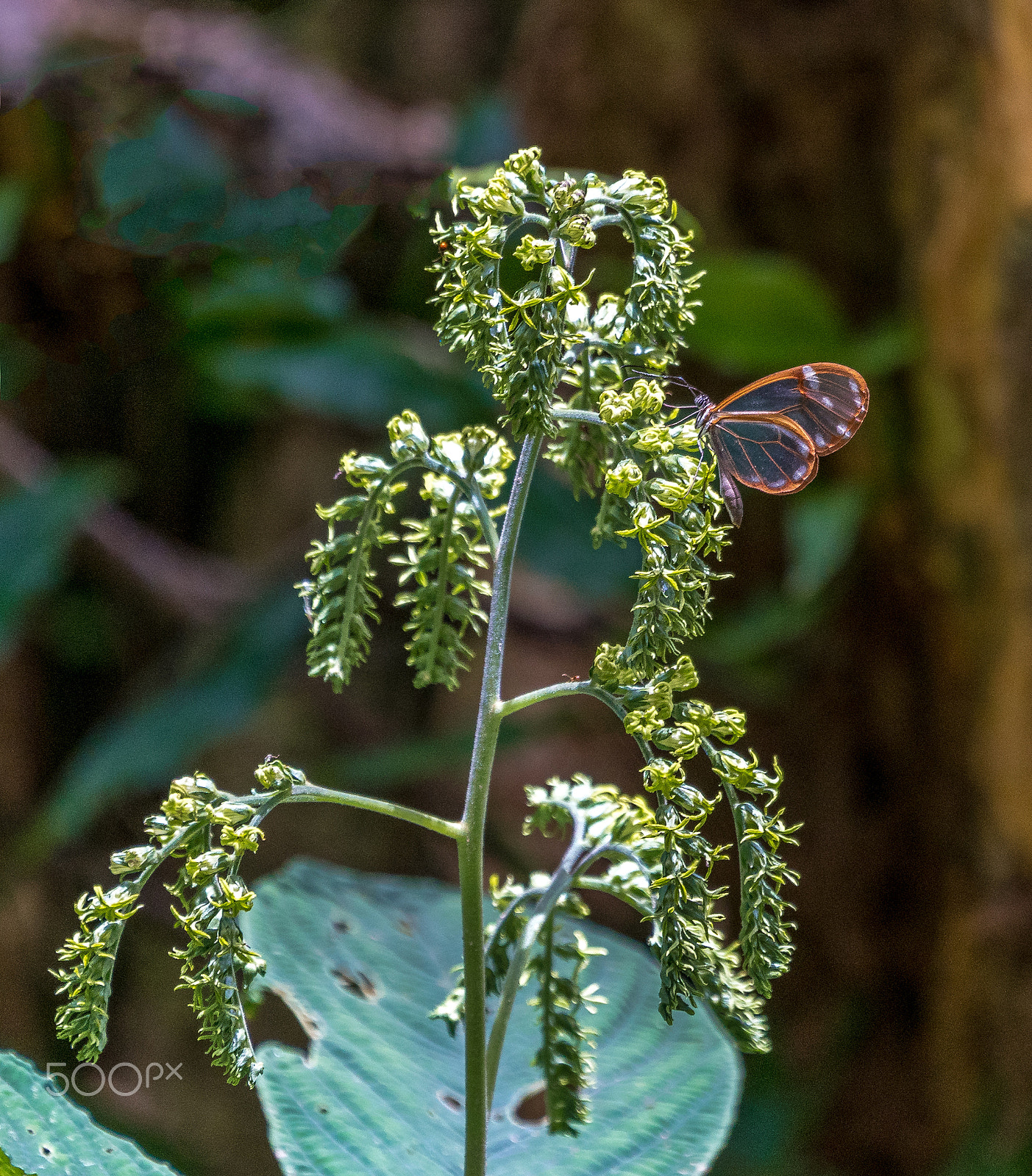 Sony a9 sample photo. Glasswinged butterfly photography