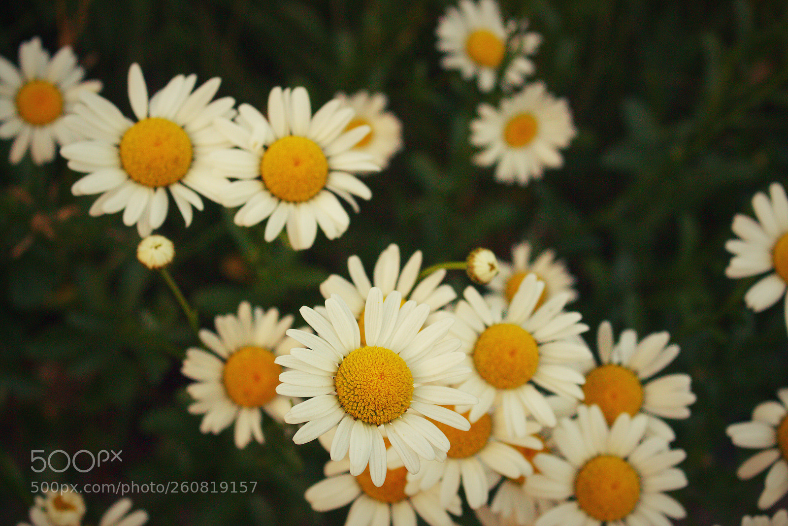 Canon EOS 700D (EOS Rebel T5i / EOS Kiss X7i) sample photo. Flowers photography