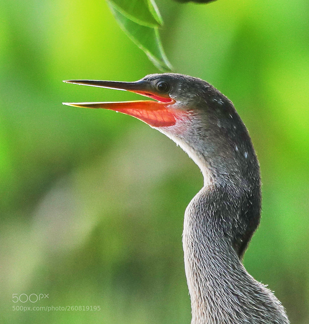 Canon EOS-1D X Mark II sample photo. 06-04-18-0021084.jpg photography