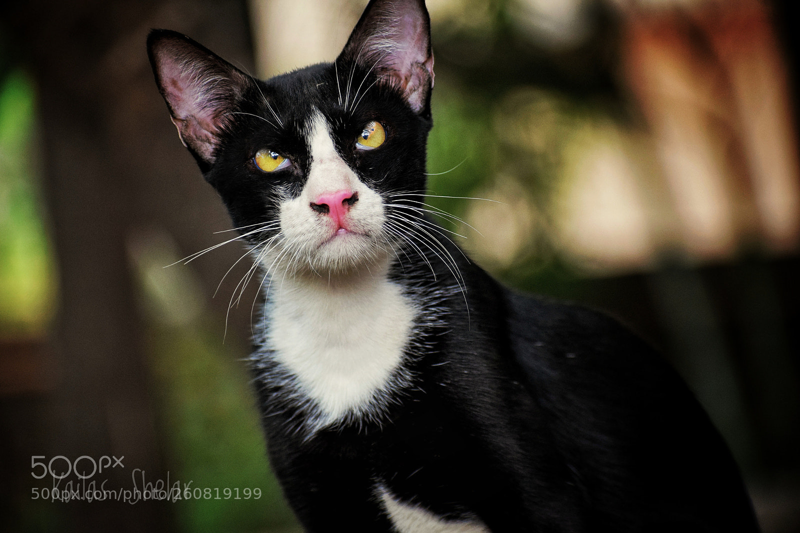 Nikon D5300 sample photo. She always pose for photography