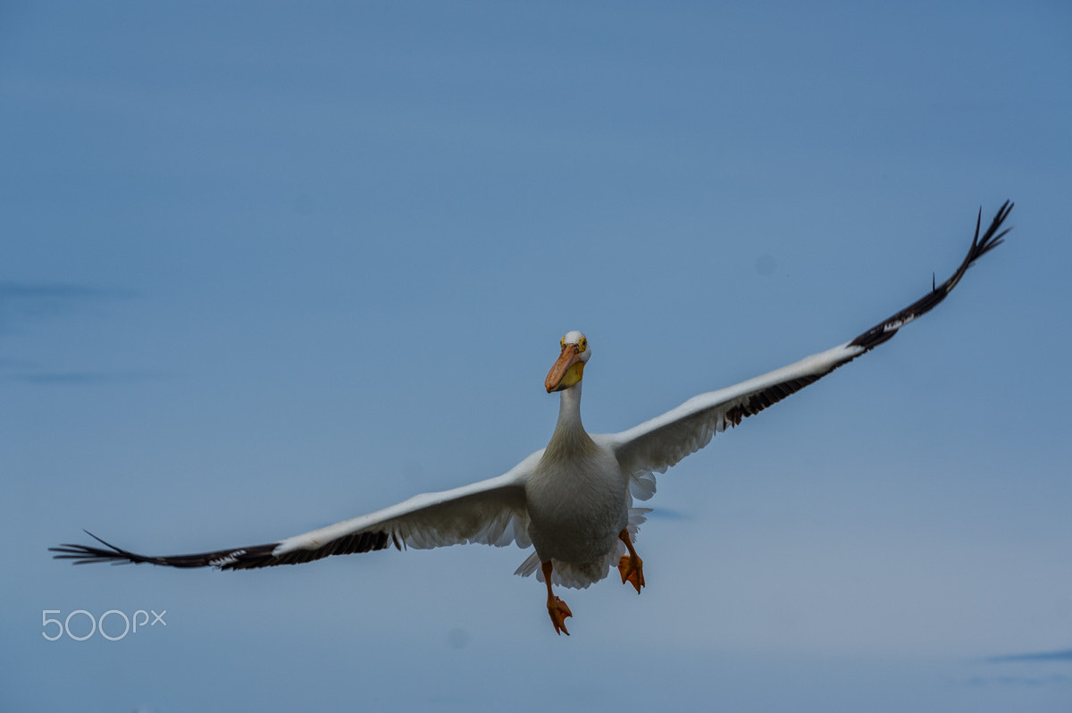 Pentax K-3 II sample photo. Pelican in flight photography