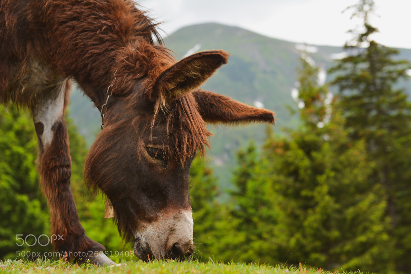 Nikon D5200 sample photo. Donkey photography