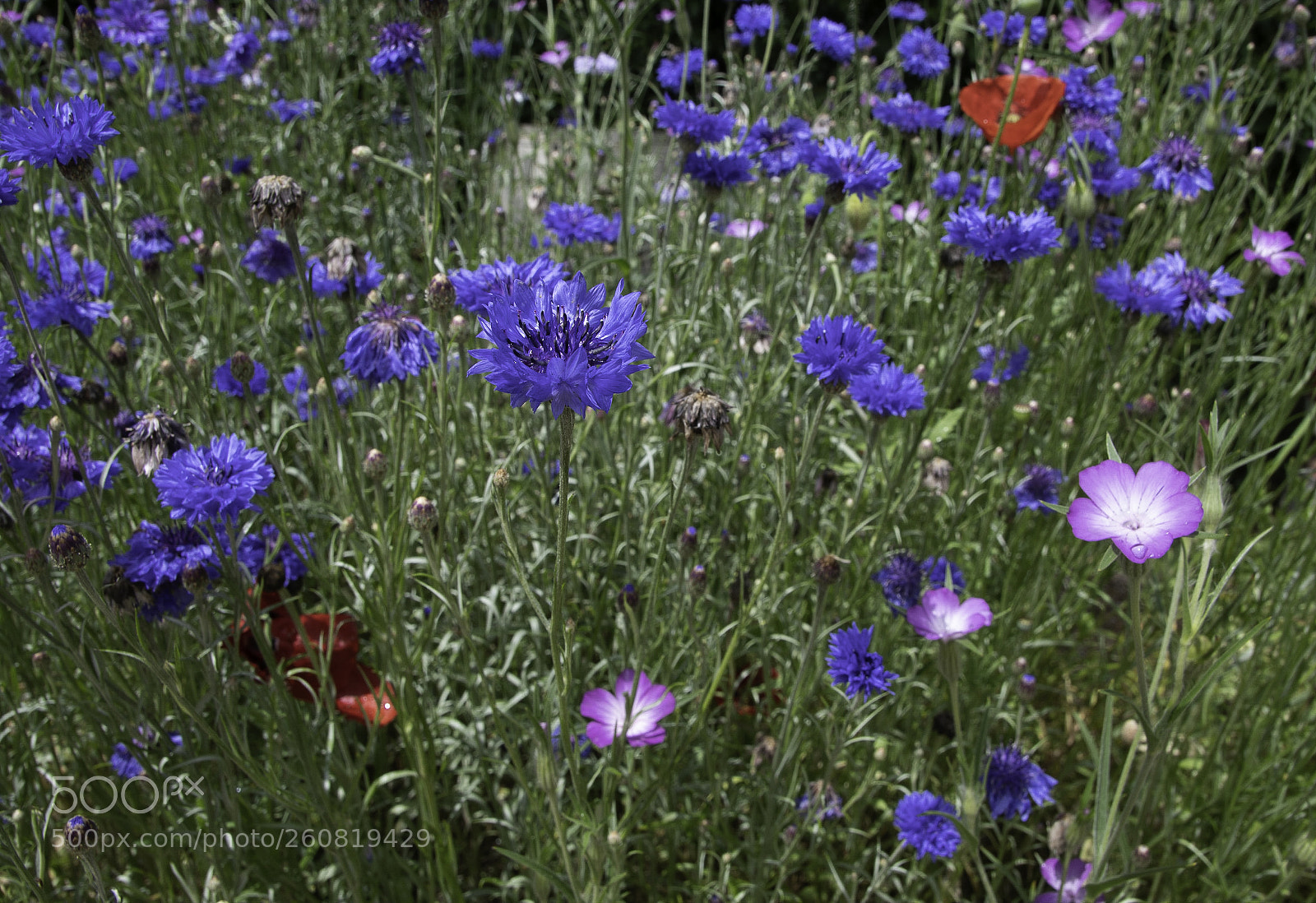 Nikon D500 sample photo. Wildflowers photography