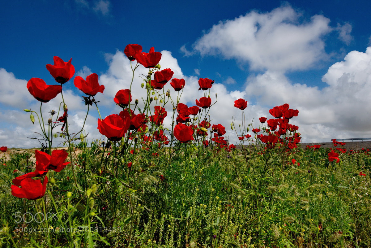 Nikon D750 sample photo. Poppy fields of western photography