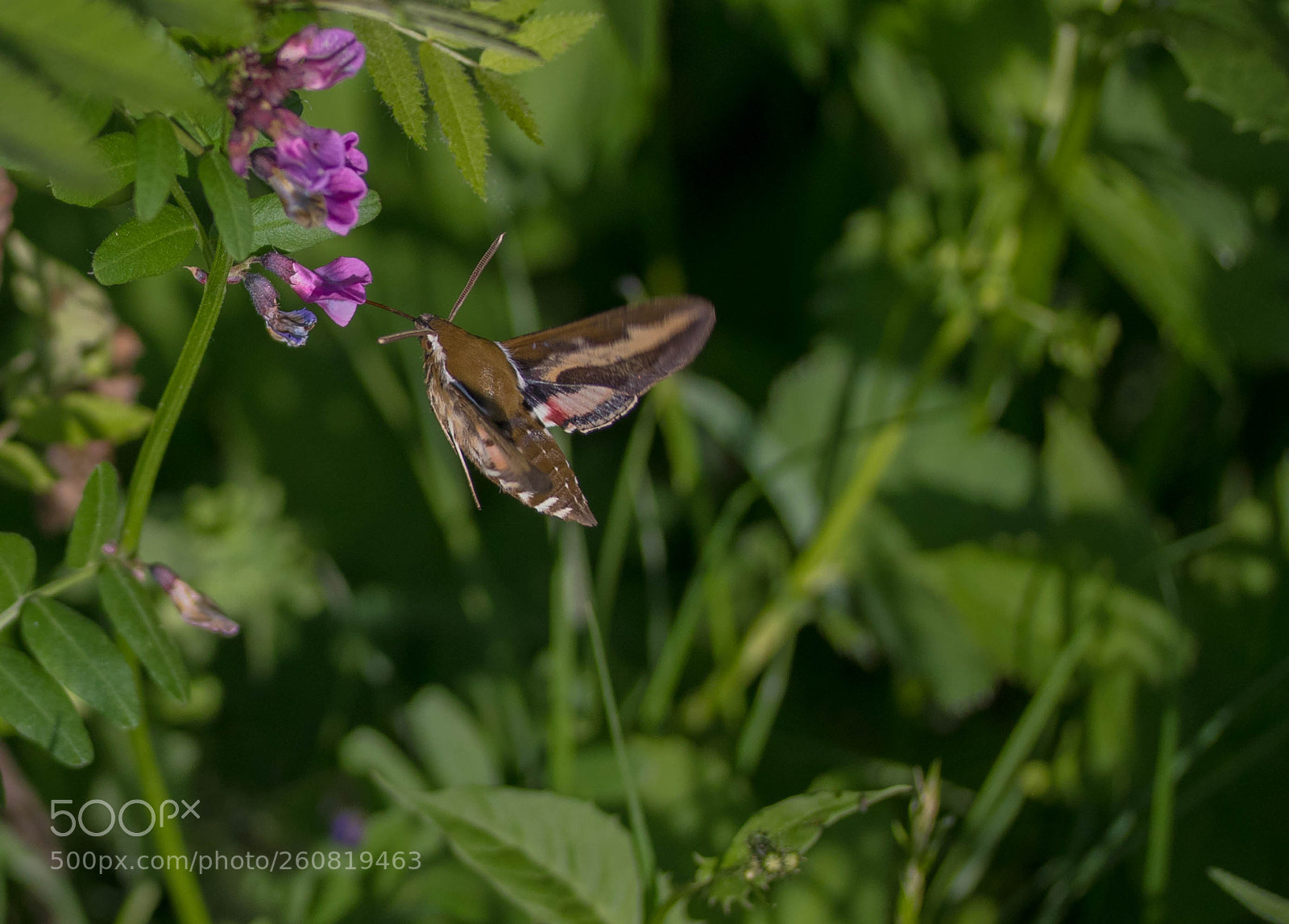Canon EOS 80D sample photo. Smerinthus ocellatus photography