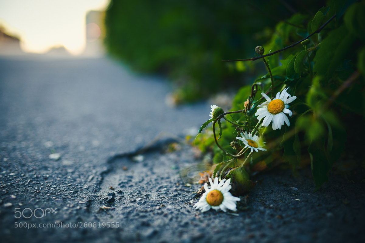 Nikon D850 sample photo. Untitled photography