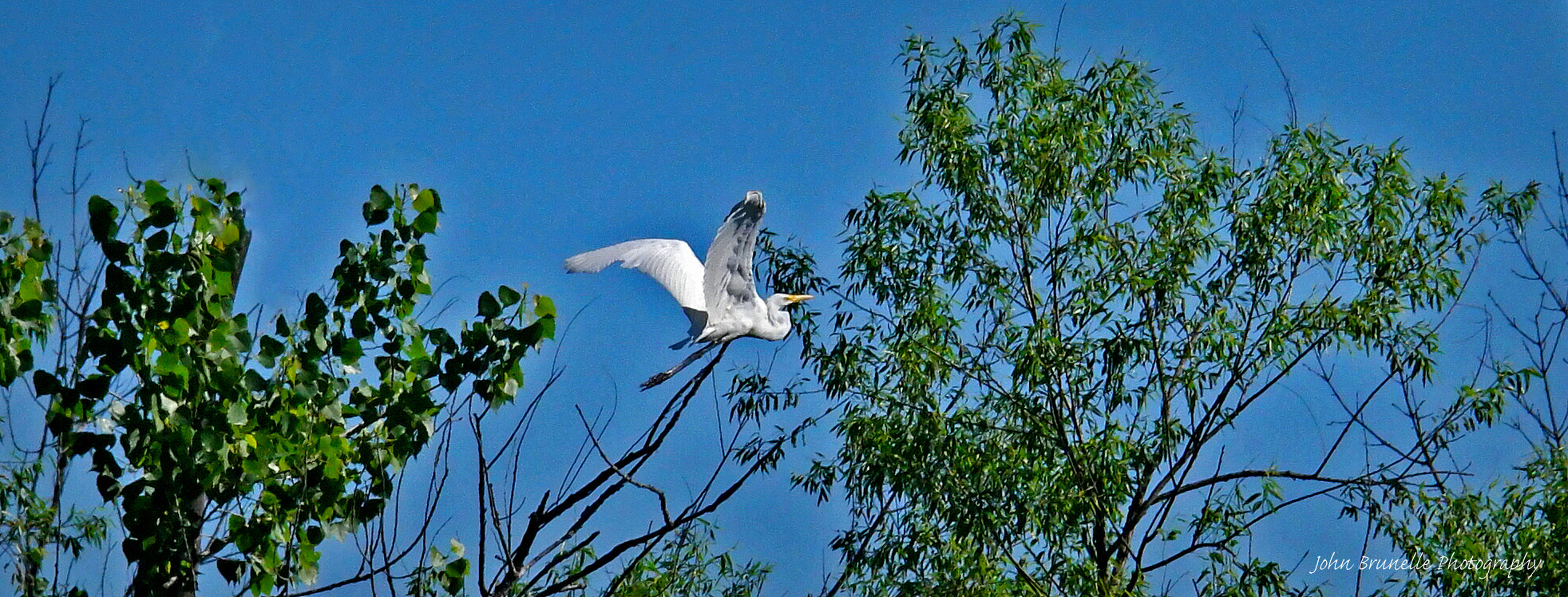 Samsung NX500 sample photo. Great white egret june 4 photography