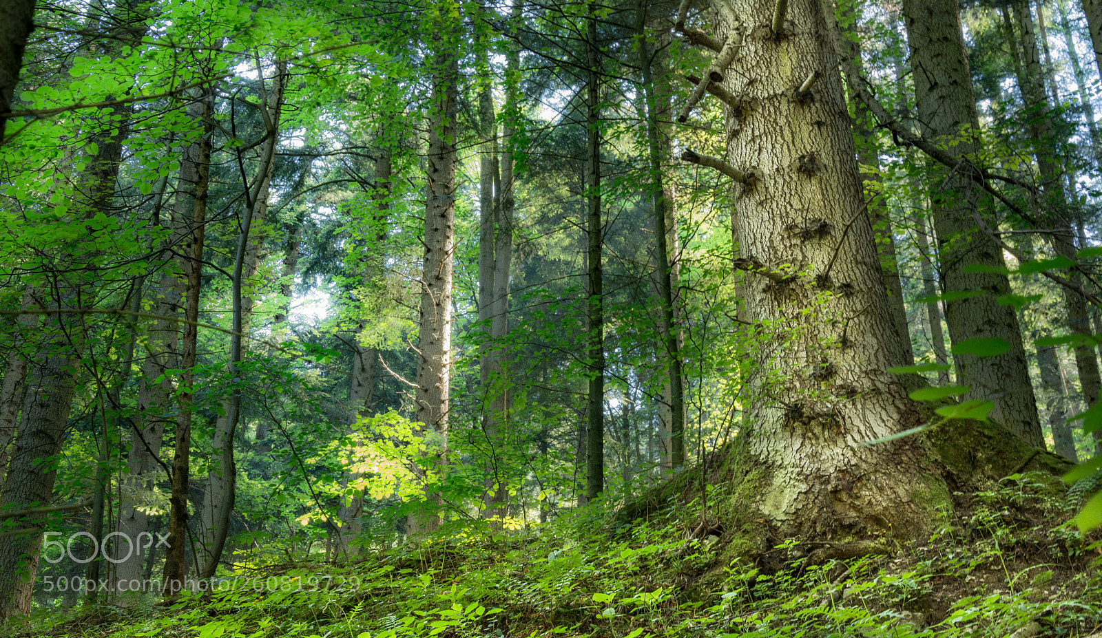 Nikon D5200 sample photo. Sunny forest photography