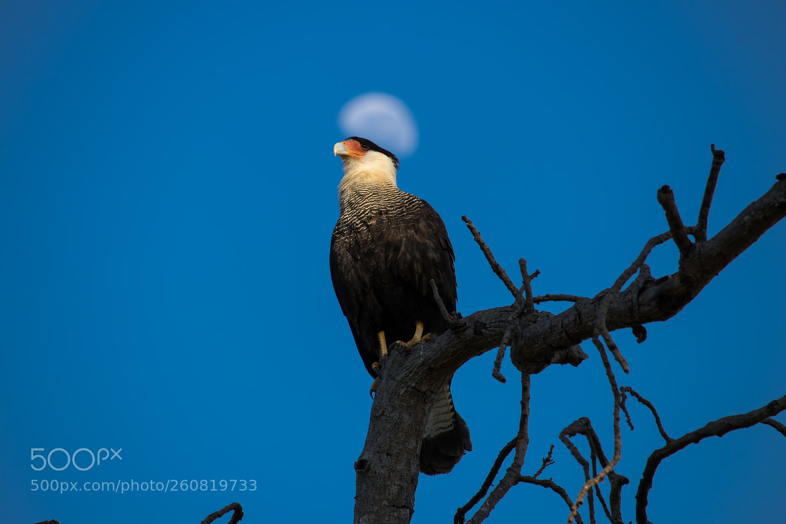 Canon EOS 80D sample photo. Holy caracara photography