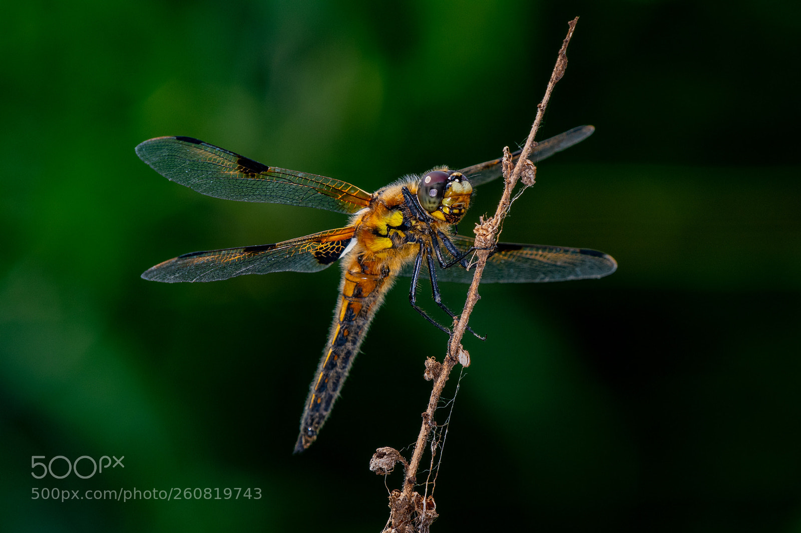 Nikon D500 sample photo. Four-spotted chaser  photography