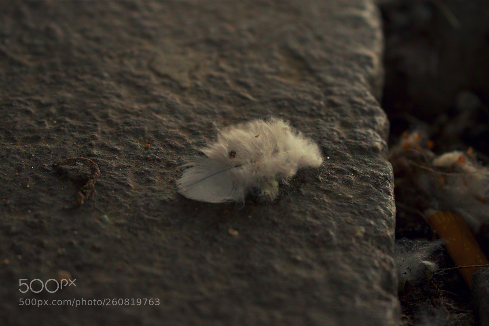 Canon EOS 700D (EOS Rebel T5i / EOS Kiss X7i) sample photo. Feather photography