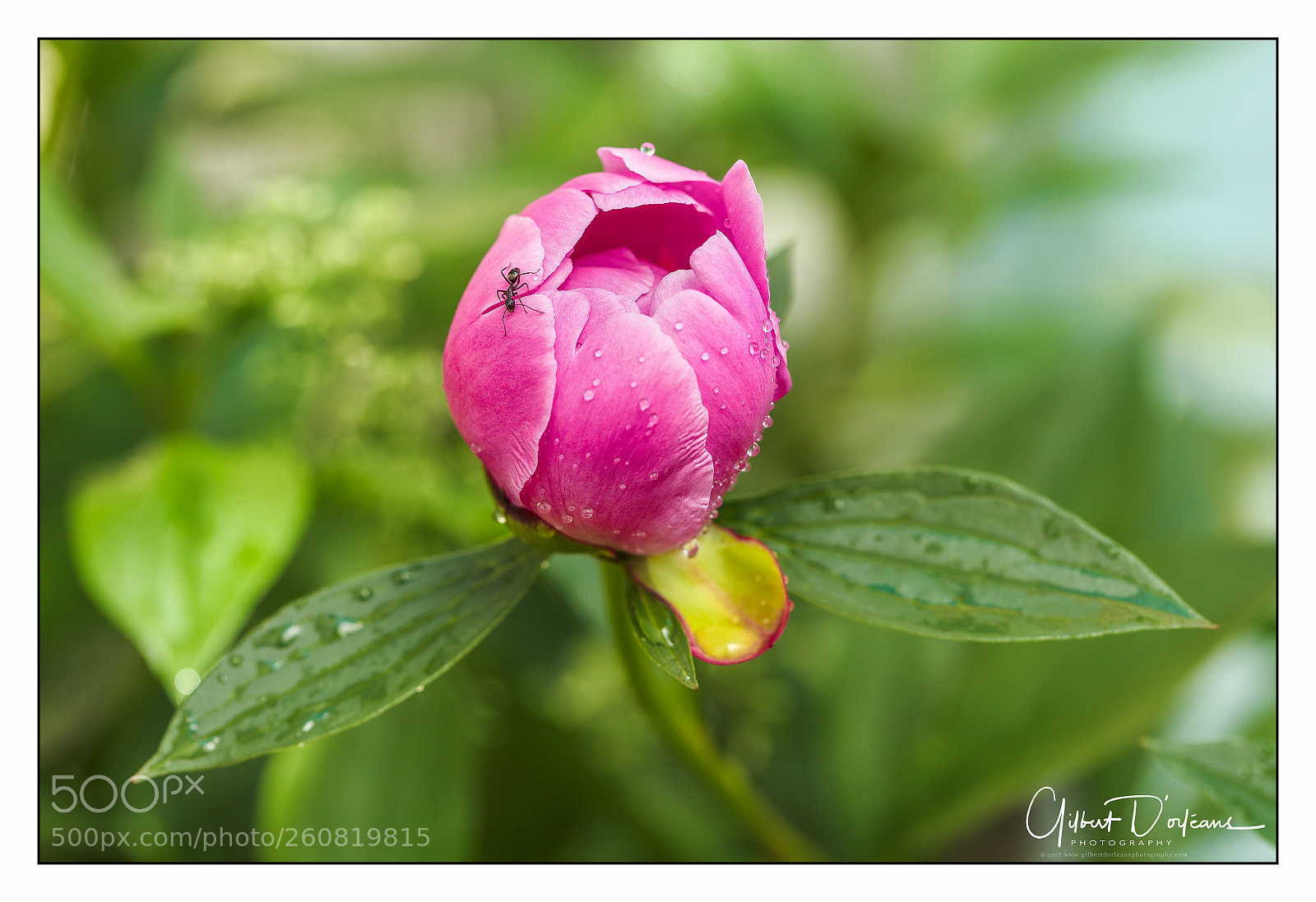 Canon EOS 6D sample photo. Peony photography