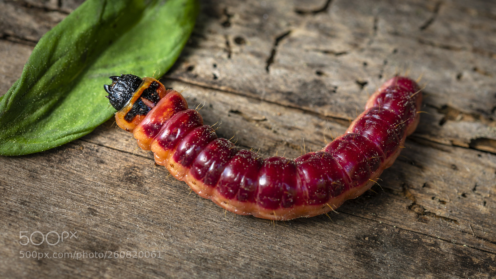 Canon EOS 5D Mark IV sample photo. Fette raupe photography