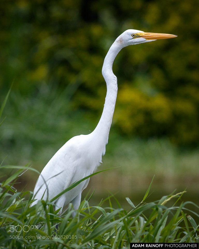 Canon EOS 70D sample photo. Great egret cameguadua chinchina photography