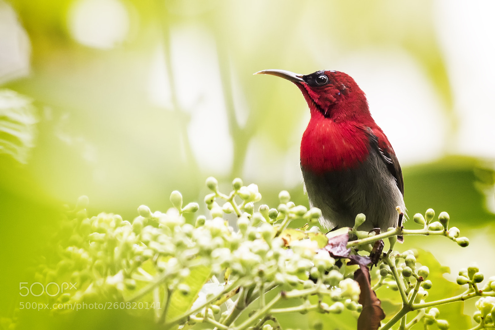 Nikon D5500 sample photo. Crimson sunbird photography