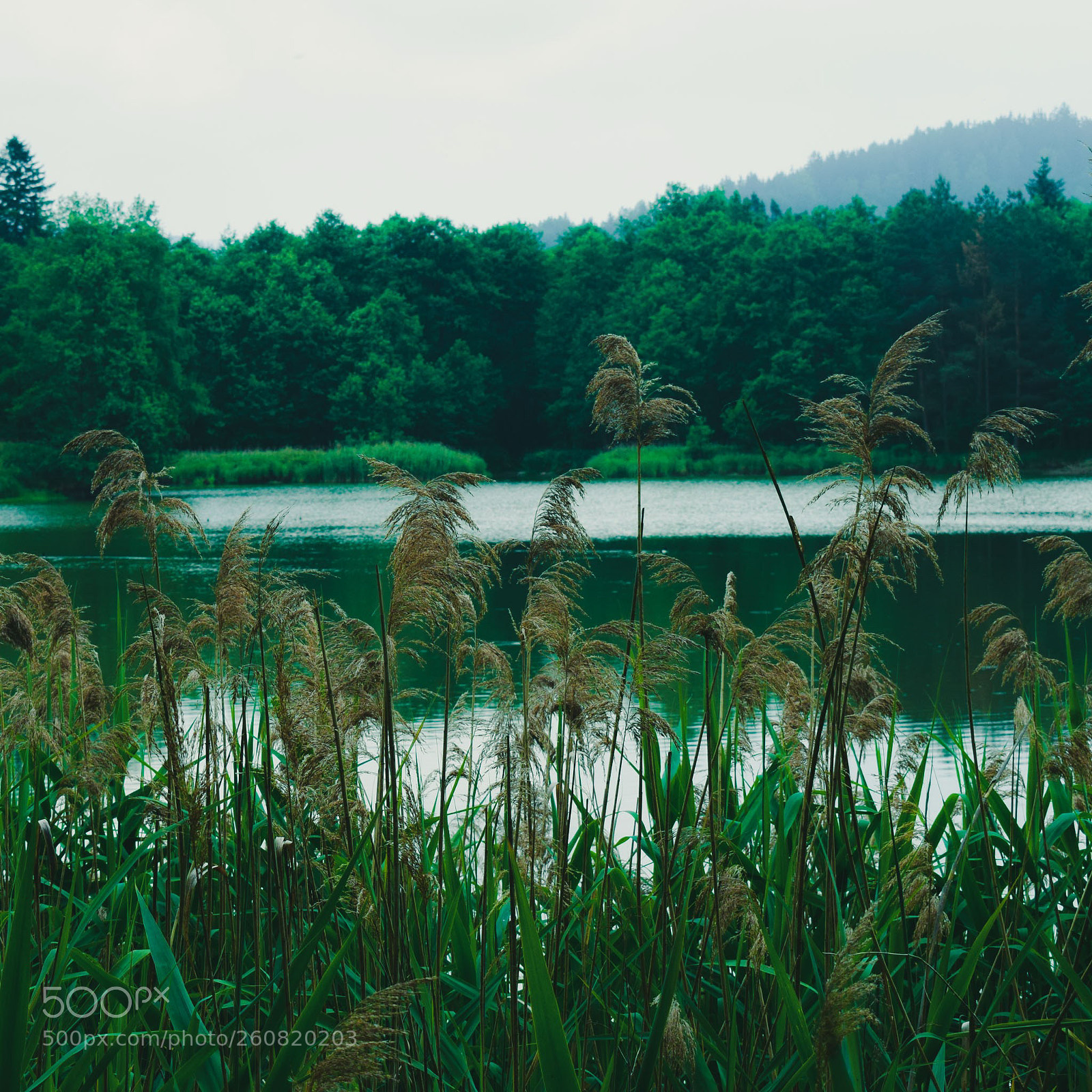 Nikon D3300 sample photo. Nature photography