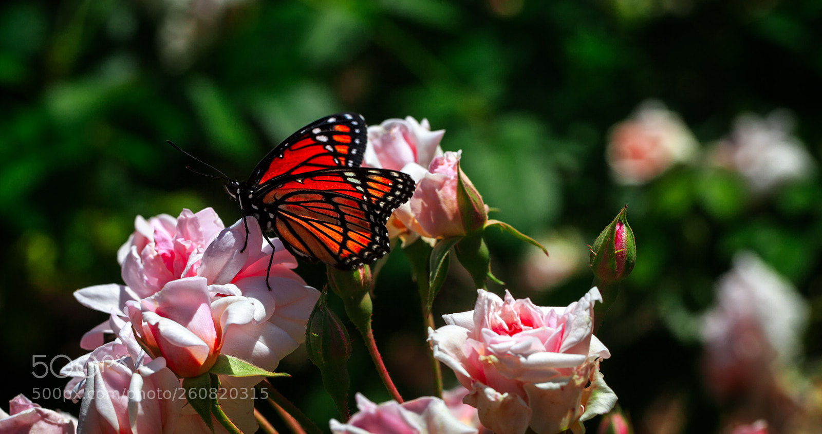 Canon EOS 5D Mark II sample photo. Happy monarch photography
