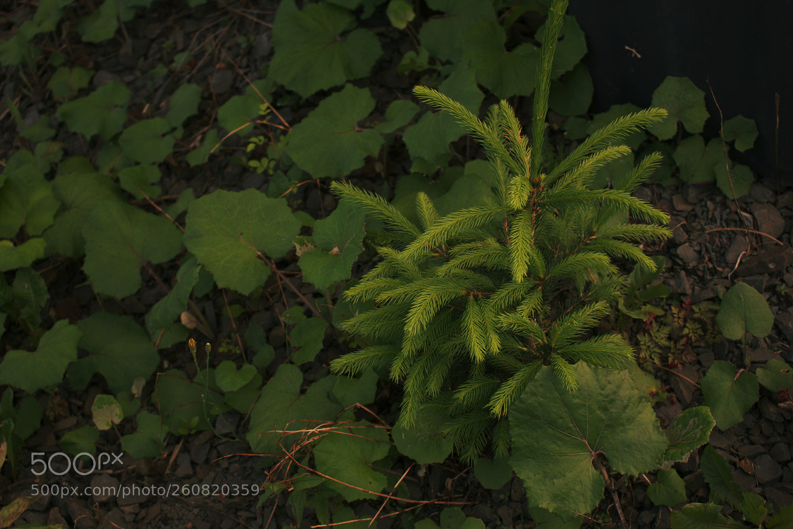 Canon EOS 700D (EOS Rebel T5i / EOS Kiss X7i) sample photo. Untitled photography