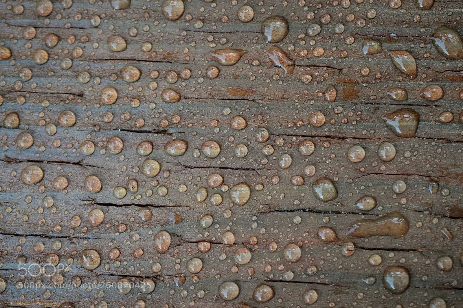 Nikon D3300 sample photo. Water drops on newly photography