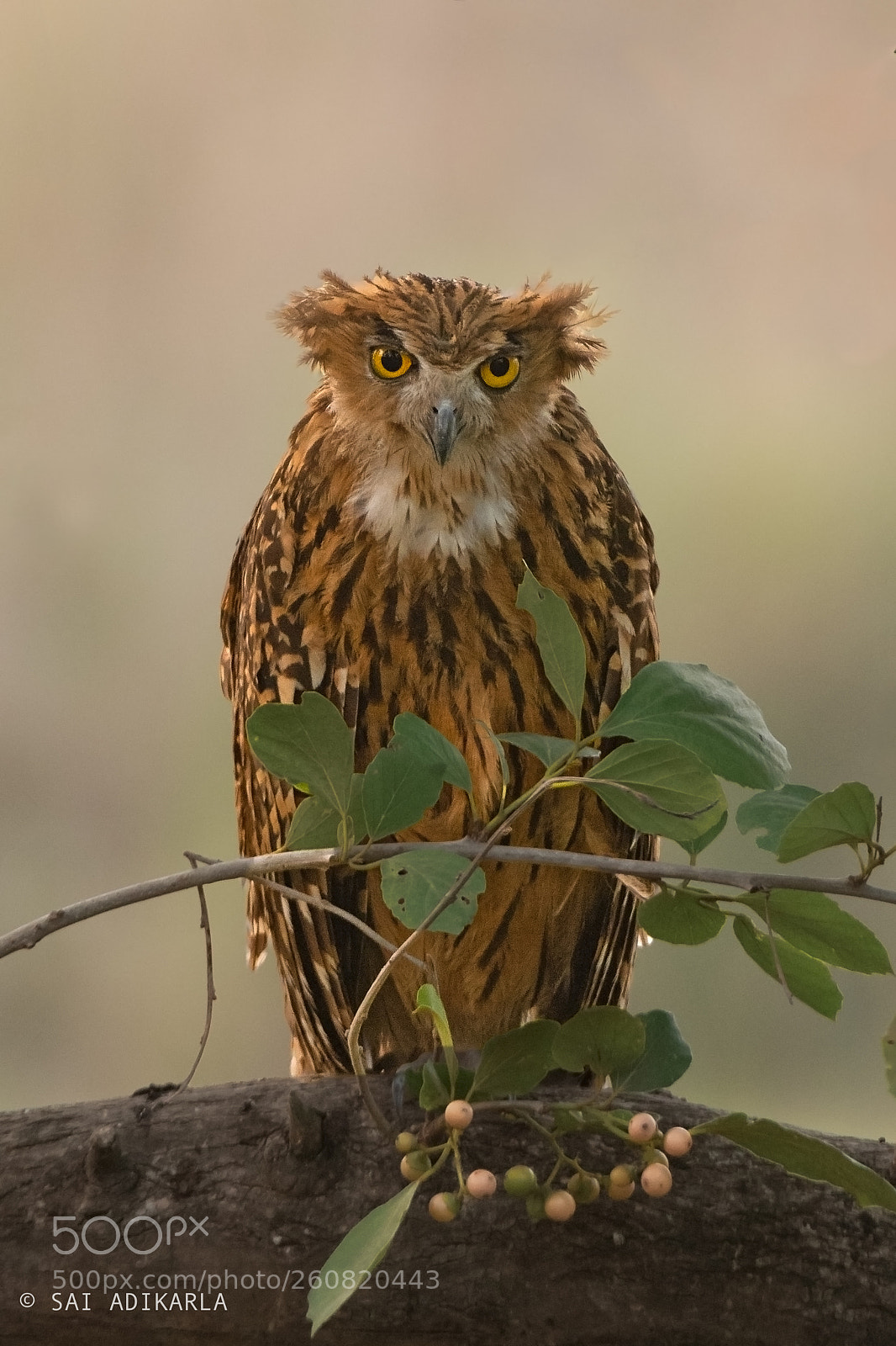 Nikon D500 sample photo. Tawny fish owl photography