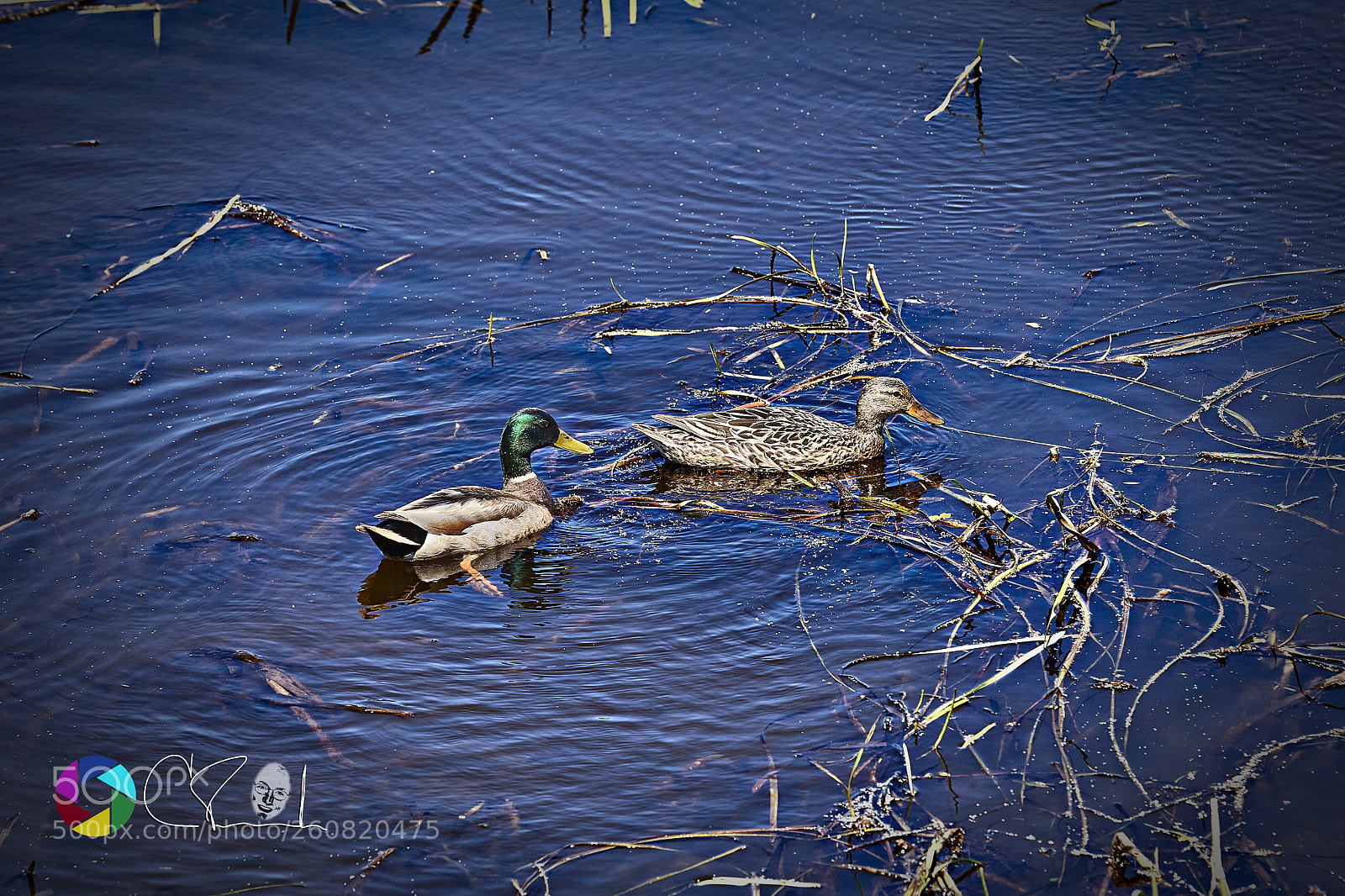 Canon EOS 5D Mark II sample photo. Couple de canetons photography
