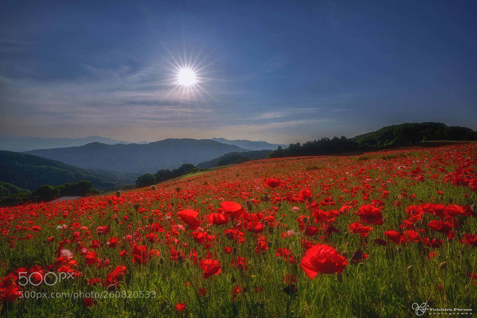 Sony a7R III sample photo. Poppy in full bloom. photography