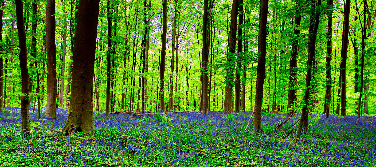 Canon EOS 6D + Canon EF 17-40mm F4L USM sample photo. Bluebells blooming photography