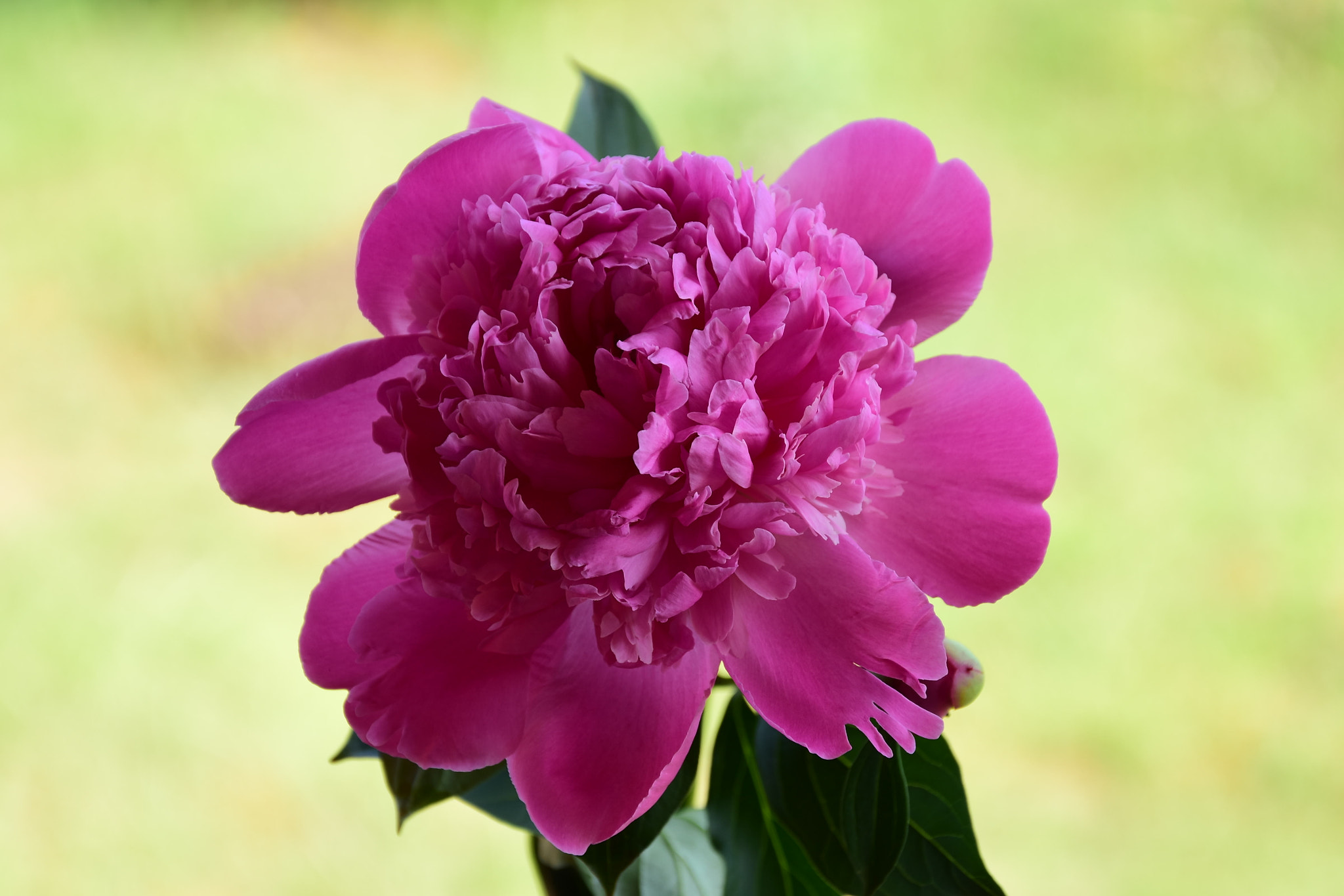 Nikon D7200 sample photo. Blooming flower peony on a green background. photography