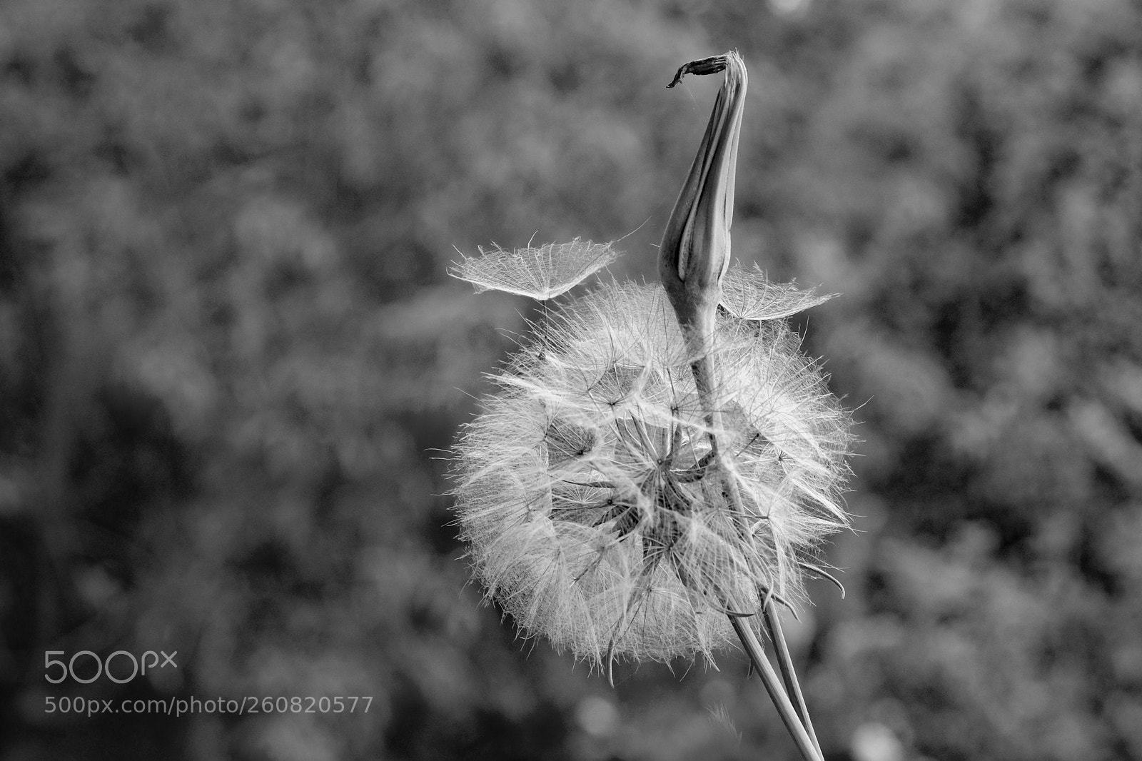 Fujifilm X-T2 sample photo. Dandelion photography