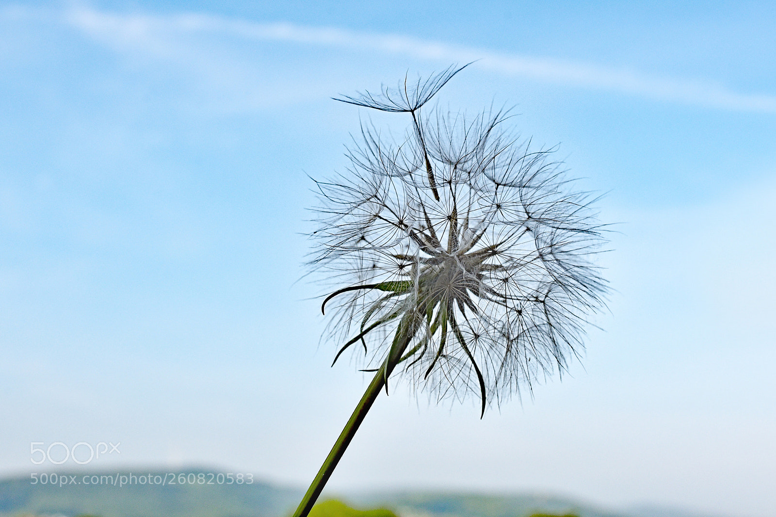 Nikon D750 sample photo. Dandelion photography