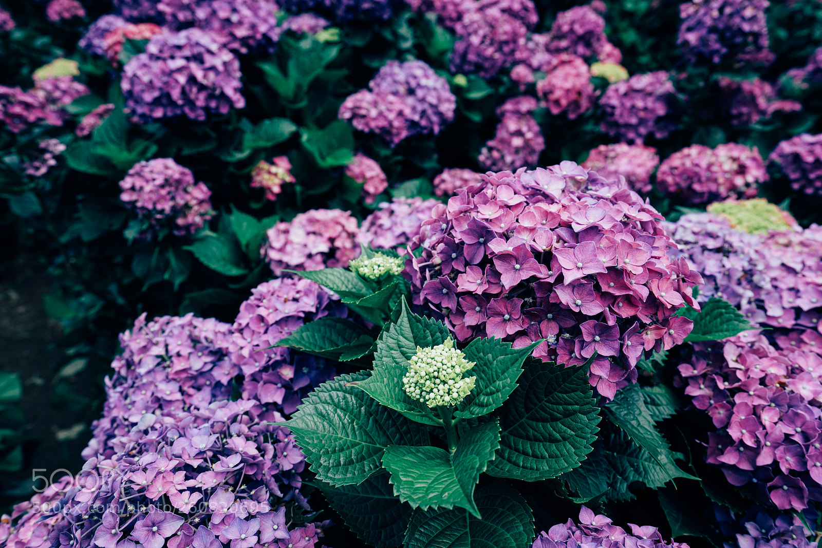 Sony a7R II sample photo. Hydrangea macrophylla photography