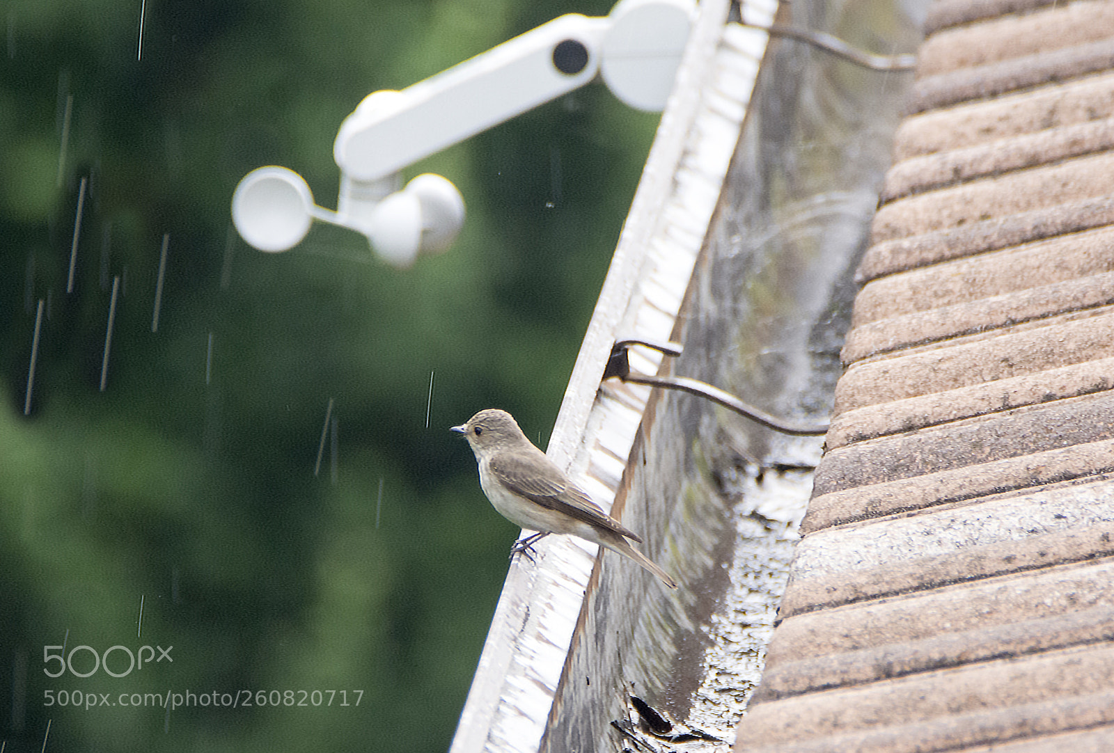 Nikon D7100 sample photo. Wind&rain photography