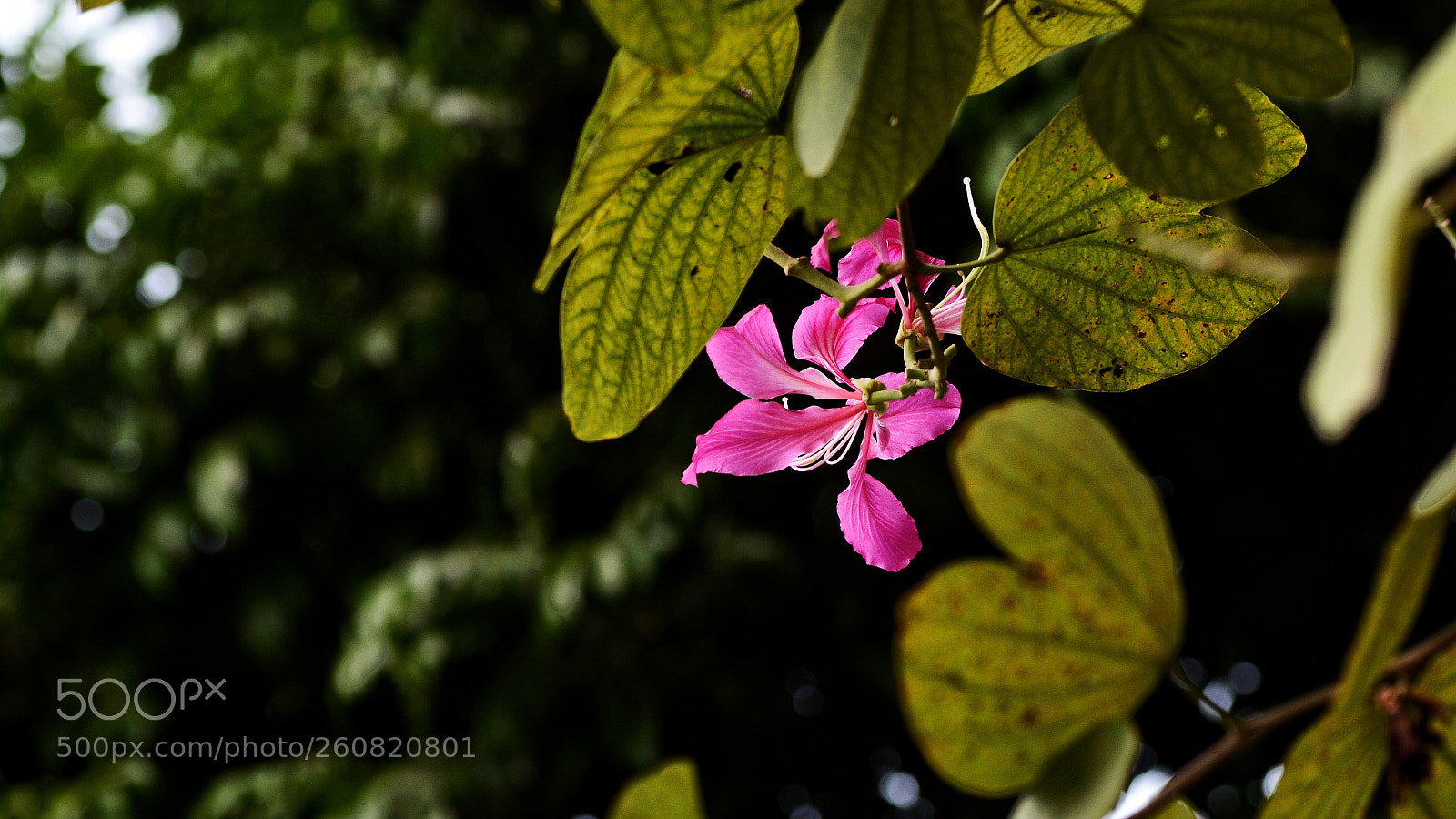 Nikon D7100 sample photo. Untitled photography