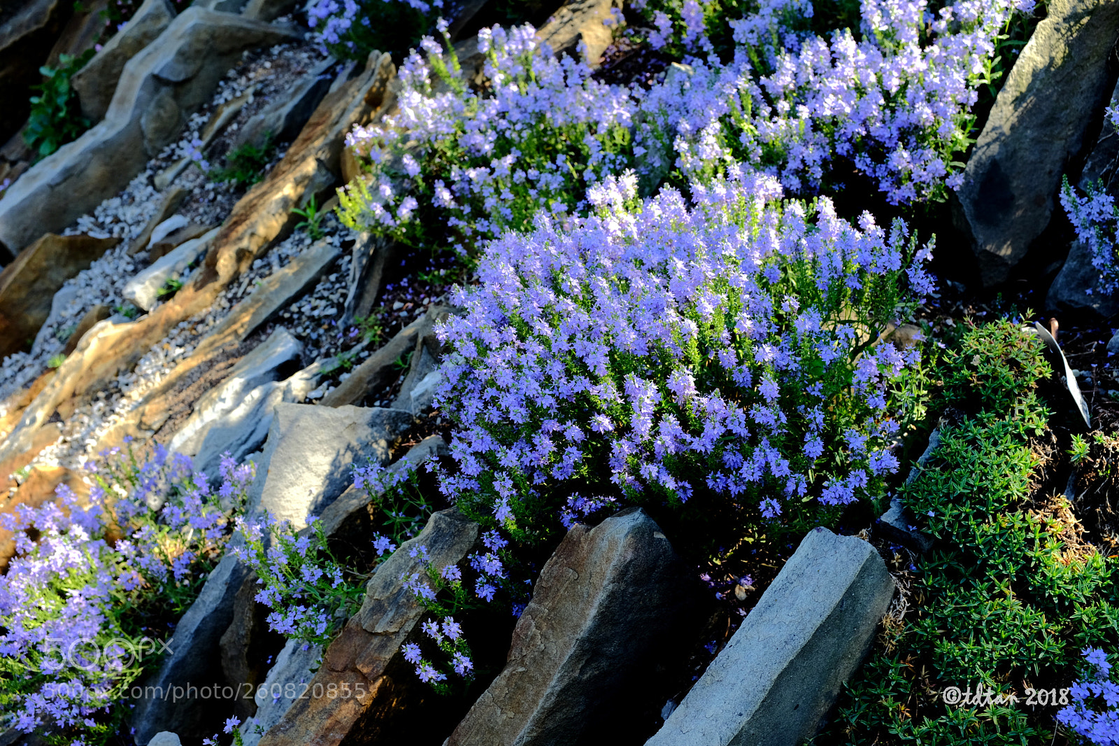 Fujifilm X100F sample photo. Rock and flower photography