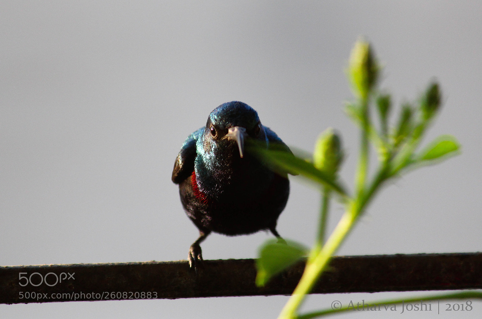 Canon EOS 700D (EOS Rebel T5i / EOS Kiss X7i) sample photo. Purple sunbird photography