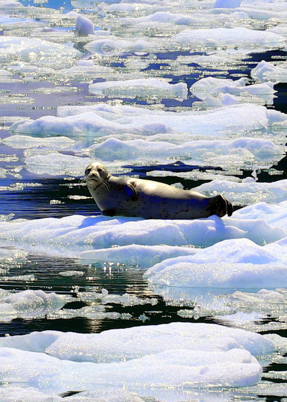Canon EOS 200D (EOS Rebel SL2 / EOS Kiss X9) + Canon EF 70-200mm F4L USM sample photo. Harbor seal sunning on an ice flow photography
