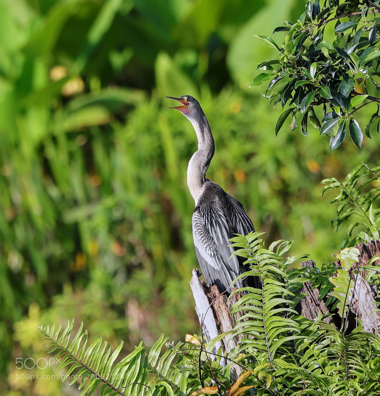 Canon EOS-1D X Mark II sample photo. 06-04-18-0021178.jpg photography
