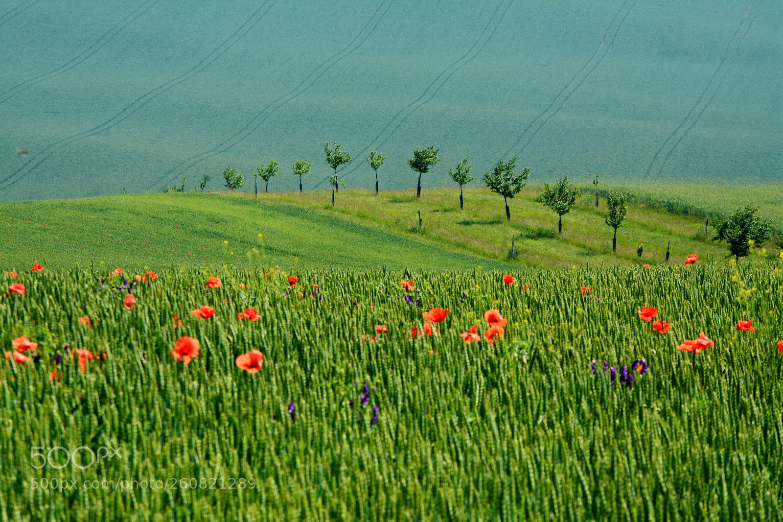 Nikon D7100 sample photo. In the countryside photography