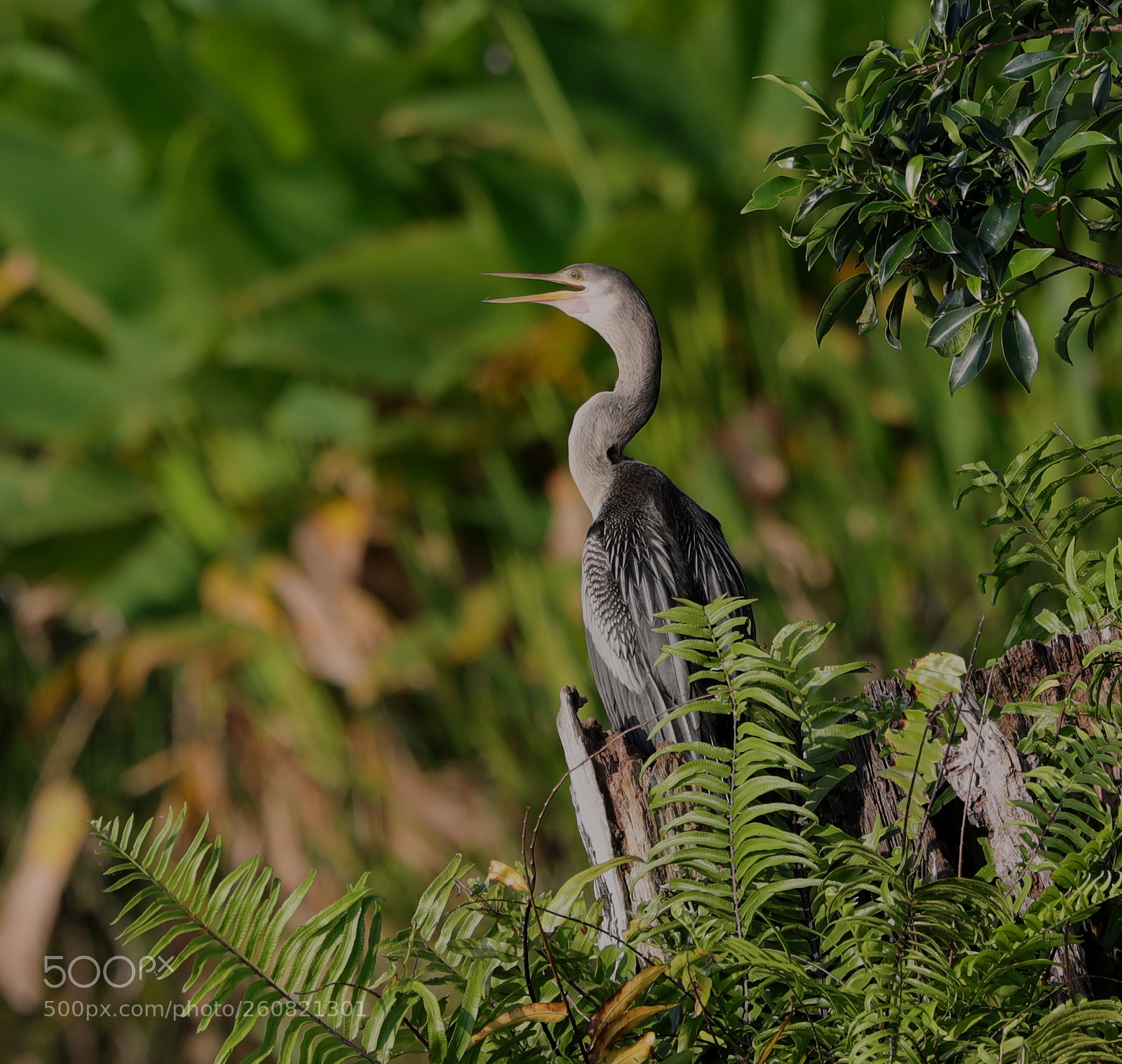 Canon EOS-1D X Mark II sample photo. 06-04-18-0021176.jpg photography