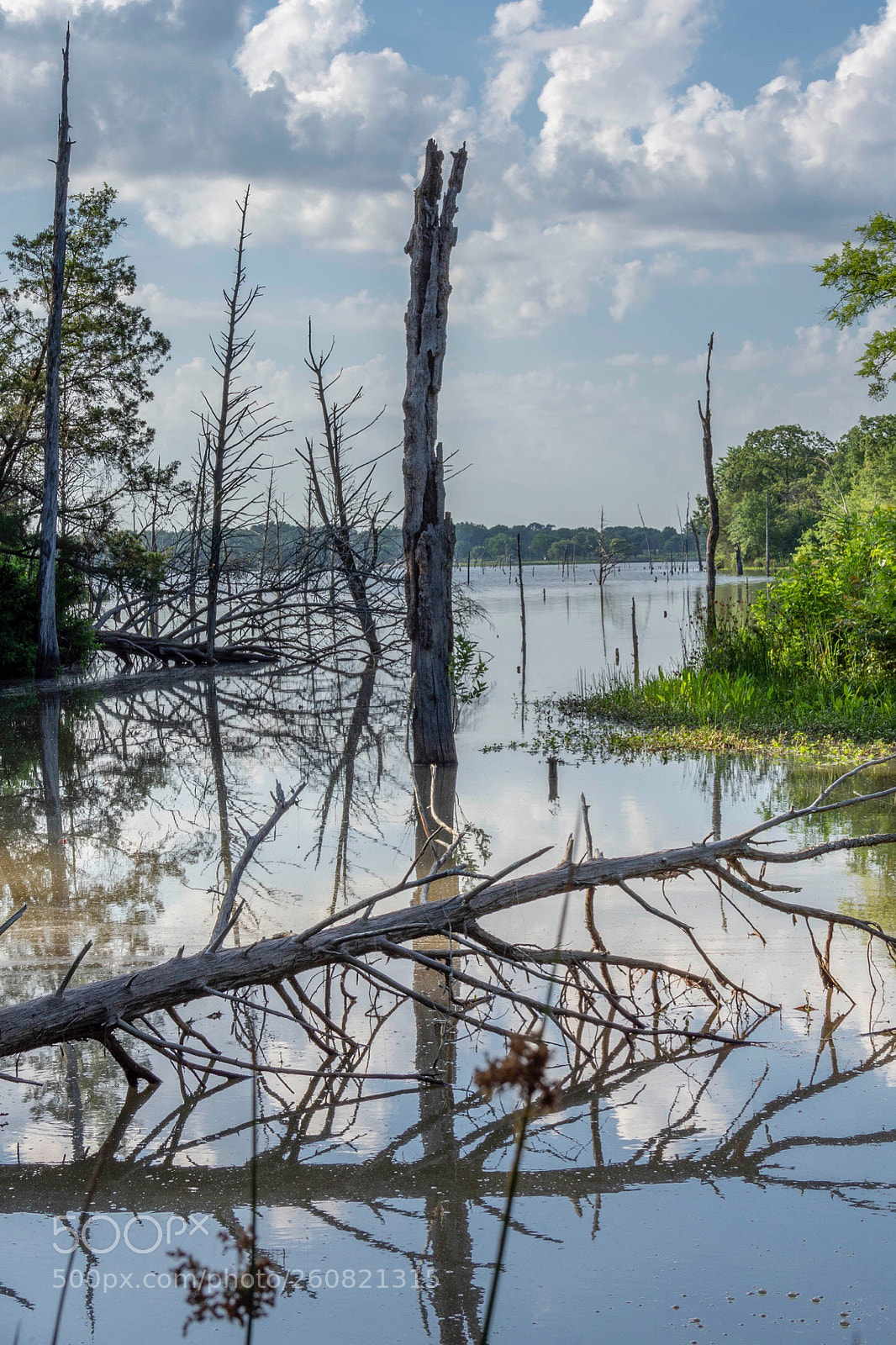 Nikon D7200 sample photo. Water logged photography
