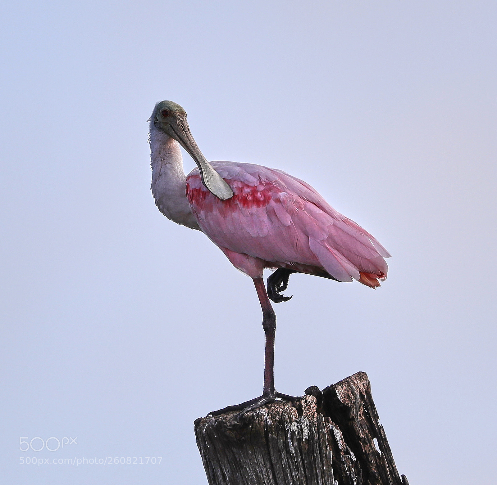 Canon EOS-1D X Mark II sample photo. 06-04-18-0021126.jpg photography